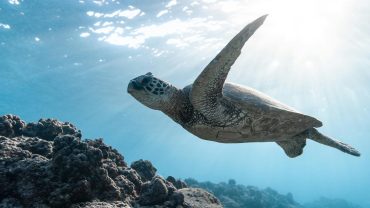 Esplorare le Profondità Marine della Grande Barriera Corallina: Guida Completa per un’Avventura Subacquea Indimenticabile
